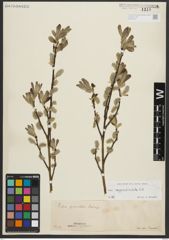 Foto von Salix appendiculata Vill.